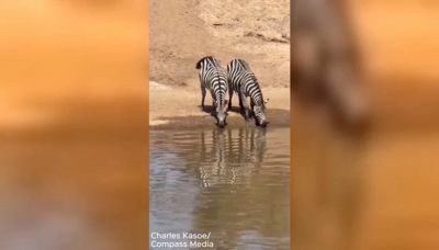 Le zebre si abbeverano al fiume: all'improvviso l'attacco micidiale