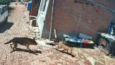 Il cane spaventa la volpe e salva la gallina