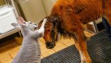 L'improbabile amicizia tra cucciolo di bisonte e canguro conquista il web