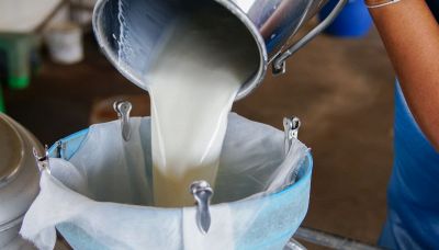 Latte crudo e formaggio, rischi e prodotti sicuri: cosa sapere