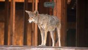 Il cantiere abbandonato diventa il paradiso dei coyote