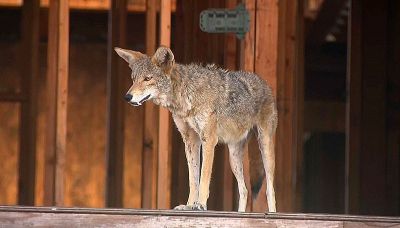 Il cantiere abbandonato diventa il paradiso dei coyote