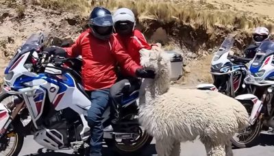 Alpaca si avvicina ai motociclisti: il video è tenerissimo