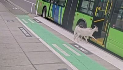 Due capre salgono su un bus e poi spariscono: il video della fuga