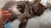 L'incredibile gatto con 29 dita entra nel Guinness dei primati