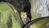 Il risveglio è da brividi: fuori dalle tende spuntano i leoni