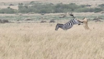La caccia del leone alla zebra non finisce nel modo previsto