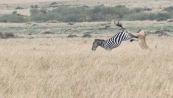 La caccia del leone alla zebra non finisce nel modo previsto