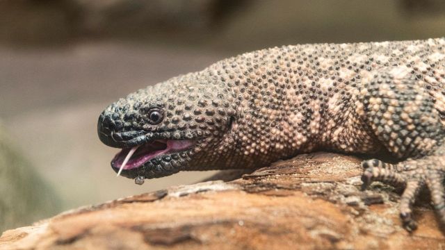 È una maxi lucertola velenosa