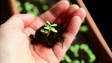 Orto di fine agosto: cosa seminare per raccogliere in autunno