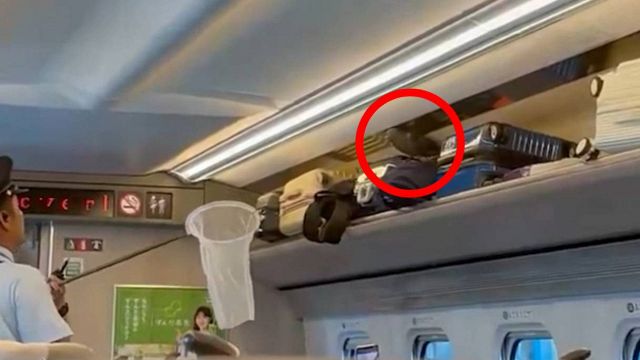Passeggero insolito su treno: panico
