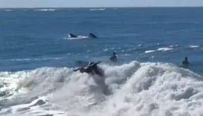 Stella del surf in azione, dietro di lei spunta il gigante del mare
