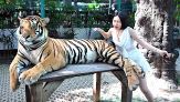 Si avvicina alla tigre per una foto: la reazione del felino lascia tutti di stucco