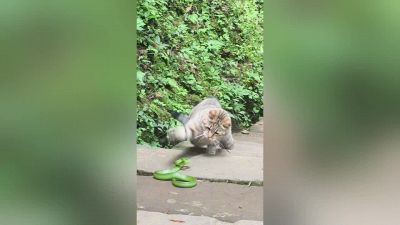Il duello tra il gatto e il serpente è ipnotico