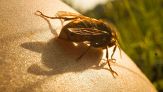 Puntura di calabrone, cosa fare subito e quando preoccuparsi
