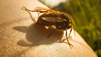 Puntura di calabrone, cosa fare subito e quando preoccuparsi
