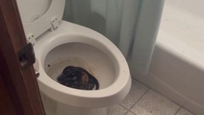 Paura in Oklahoma, in bagno è nascosto un serpente gigante: il video