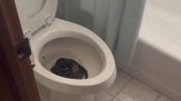 Paura in Oklahoma, in bagno è nascosto un serpente gigante: il video
