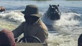 Ippopotamo si arrabbia e insegue una barca di turisti in Botswana