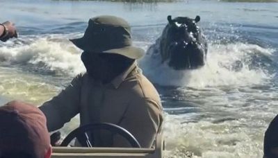 Ippopotamo si arrabbia e insegue una barca di turisti in Botswana