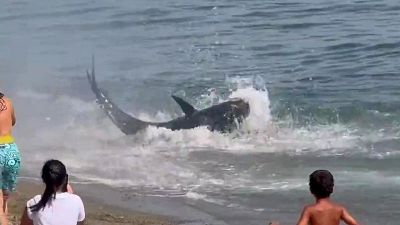 Paura in mare a Marbella: enorme tonno insegue bagnante, sembra uno squalo