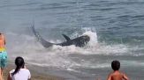 Paura in mare a Marbella: enorme tonno insegue bagnante, sembra uno squalo
