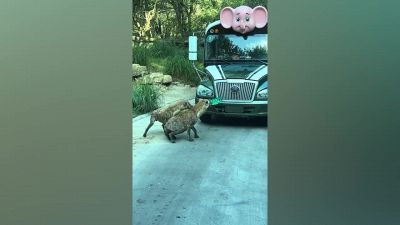 Incontro da brividi con la iena: con un morso stacca la targa dell'autobus