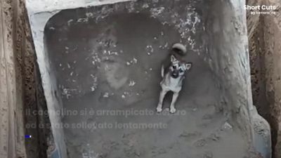Gli operai usano la benna per salvare il cucciolotto: il video