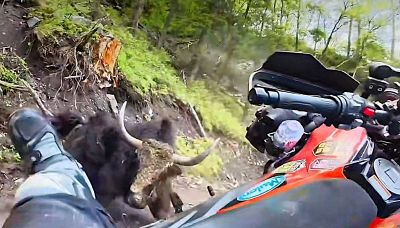 Motociclista insegue yak: lui si gira e lo prende a cornate
