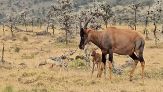 Mamma antilope sventa l'attacco degli sciacalli e salva il cucciolo appena nato