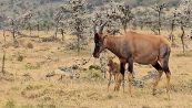 Mamma antilope sventa l'attacco degli sciacalli e salva il cucciolo appena nato