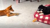 I due cani si guardano: poi accade l'imprevedibile