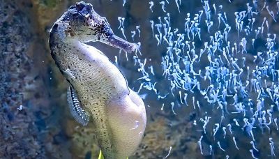 L'incredibile momento in cui il cavalluccio marino maschio partorisce centinaia di piccoli