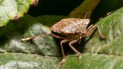 Cimici asiatiche, i punti della casa da sigillare subito