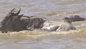 Lotta per la sopravvivenza in Kenya: gnu sfida due coccodrilli
