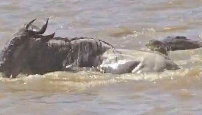 Lotta per la sopravvivenza in Kenya: gnu sfida due coccodrilli
