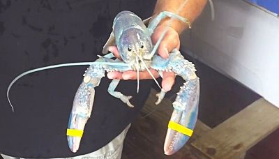 Rarissimo astice color "zucchero filato" (uno su 100 milioni) pescato nel Maine