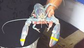 Rarissimo astice color "zucchero filato" (uno su 100 milioni) pescato nel Maine