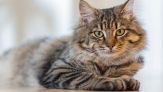 Gatto in famiglia, quanto è sicuro per la salute del tuo bambino: Lo studio