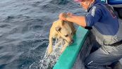 Cane esausto salvato in mare da pescatori: nuotava a un miglio dalla costa