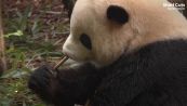 Anche i panda vanno dal dentista: l'incredibile storia di Beixa