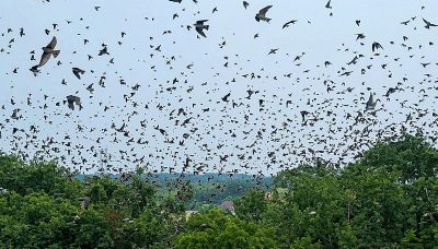 Il vortice di migliaia di rondini oscura il cielo