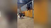 Uno scherzo...da cavallo!