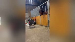 Uno scherzo...da cavallo!