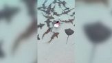 Tintarella da brividi: sulle sdraio in mezzo agli squali