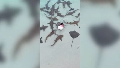 Tintarella da brividi: sulle sdraio in mezzo agli squali