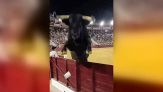 Panico all'arena: il toro salta oltre la recinzione e piomba sulla folla