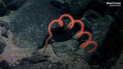 Nuove specie scoperte negli abissi oceanici: le immagini sono spettacolari