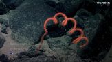 Nuove specie scoperte negli abissi oceanici: le immagini sono spettacolari