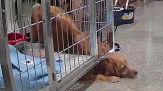 La cagnolina è come Papillon: la fuga dalla gabbia è eccezionale